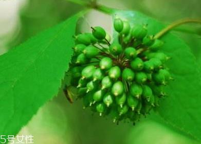 刺五加能不能做饺子馅？刺五加怎么做饺子馅？