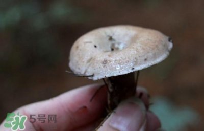 ​重阳菌什么时候有？重阳菌不能与什么食物一起吃