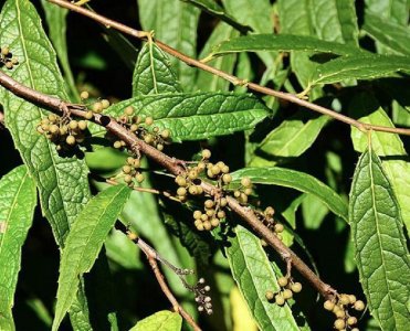 ​农村植物杜茎山别名胡椒树，根有很好的药用价值，看到请重视