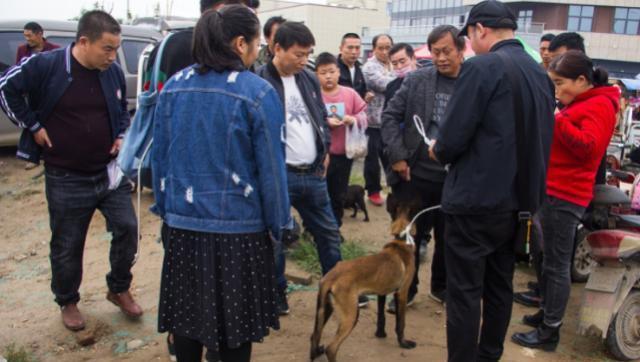 农村狗市生意火爆，小土狗10元一只，泰迪价格令人意想不到