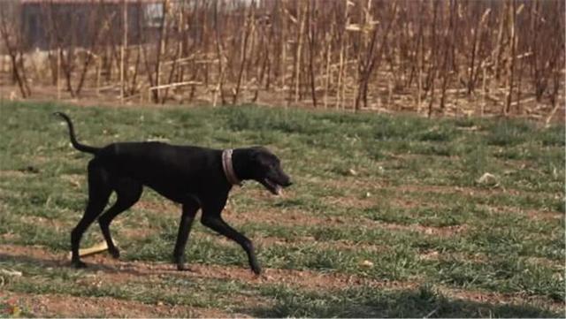 二郎神的哮天犬，是什么品种的犬？看完解开多年疑惑