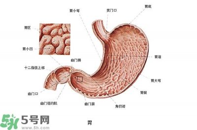 ​防胃癌的食物有哪些？多吃什么预防胃癌？