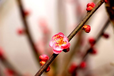 ​梅花怎么繁殖