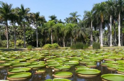 ​西双版纳十大旅游景点排名，野象谷排在第四位