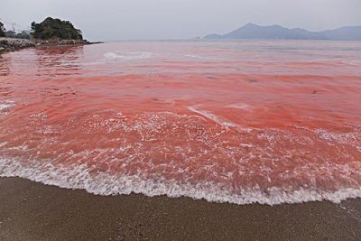 ​世界上温度最高的海，红海水温最高达32度