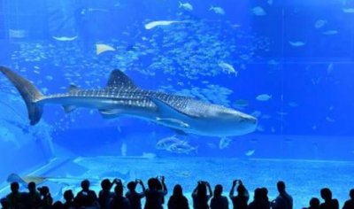 ​日本十大最受欢迎景点 涩谷榜上有名 冲绳美丽海水族馆荣登榜首