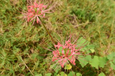 ​彼岸花播种后多长时间开花，彼岸花种子怎么播种