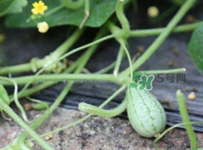 ​拇指西瓜什么时候种植最好？拇指西瓜哪里可以买到