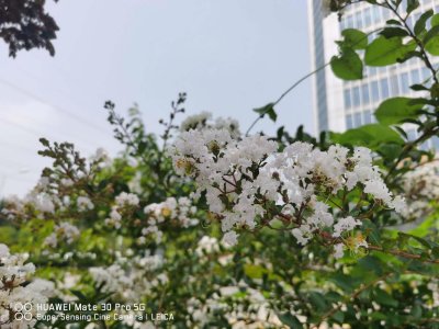 ​盐城适合养什么花，市花和市树是什么