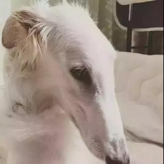 苏俄猎狼犬