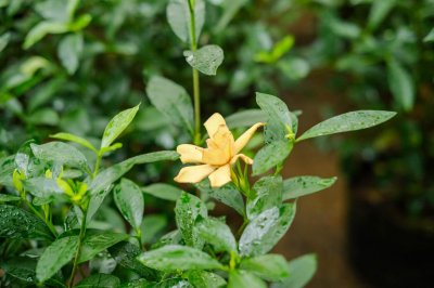 ​栀子花开完花怎么修剪