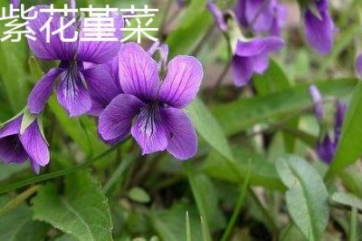 ​紫花堇菜和细距堇菜的区别