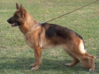 ​中国十大警犬品种排名 排名第一是德国牧羊犬