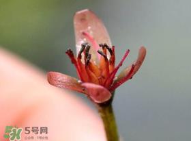 莼菜是什么菜？莼菜是荷叶吗？