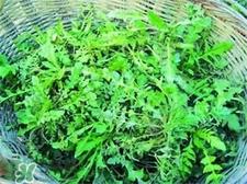 荠荠菜是什么菜?荠荠菜怎么吃?