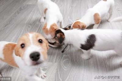 ​高加索犬大战比特犬？高加索犬对战比特