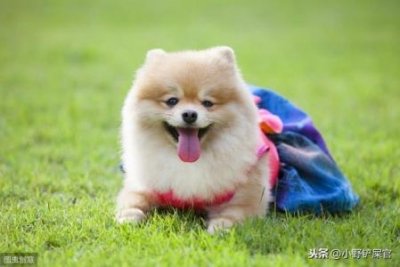 ​萨摩耶幼犬要注意什么？萨摩耶幼犬