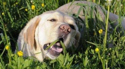 ​马尔济斯犬的特点，马尔济斯犬的特点和性格