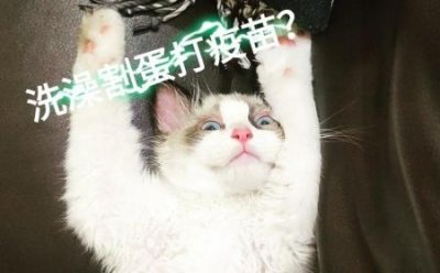 ​猫咪应该怎么样饲养？它们的饲养方式