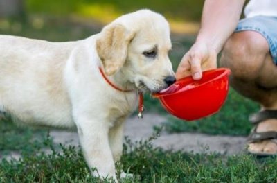 ​一般人养得起秋田犬吗？养秋田犬的人都后悔