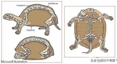 ​现存体型最大的龟类，不“冷血”的濒危爬行动物-棱皮龟