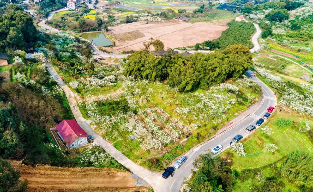 这是哪里，满山的桃花梨花，这是重庆虎峰山桃花节#唤醒好春光#