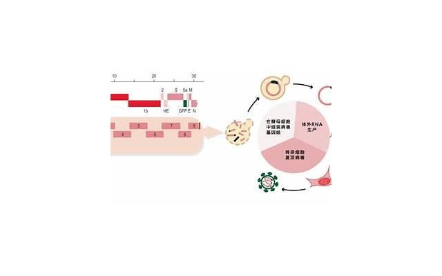 老婆感染了hpv是出轨了吗，老婆感染了HPV，是否意味着她出轨了？