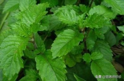 ​外形似薄荷，人称“仙人草”，既是野菜，也是药，清热解暑效果好