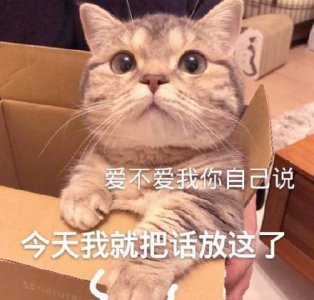 ​可爱猫咪的表情包-我的悲伤大概有这么大