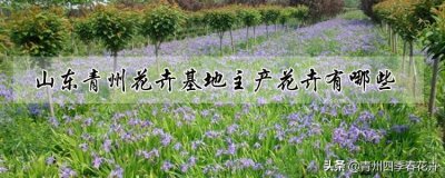 ​山东青州花卉基地主产哪些花卉植物？