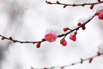 ​今明两天雨雪来袭，清明“飞雪倒春寒”好不好？老祖宗的谚语咋说